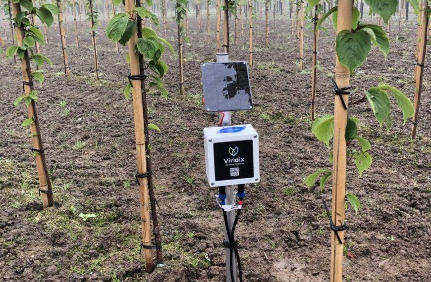 De Root Sense