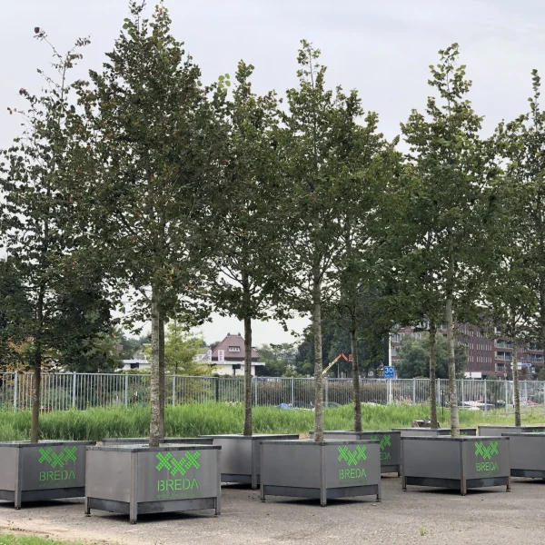 Meer groen in de stad dankzij verplaatsbaar bos