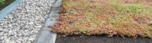 Sedum Vegetatiemat
