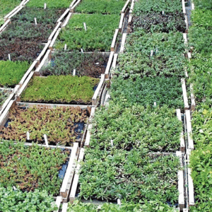 ND Plugplanten – Sedum